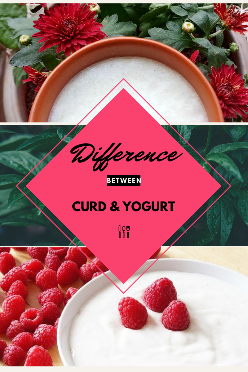 curd vs yogurt