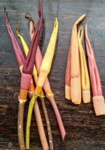 Growth of the Dragon Stalk Yam