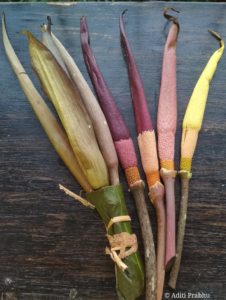 Growth of the Dragon Stalk Yam