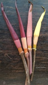 Stages of growth of Dragon Stalk Yam