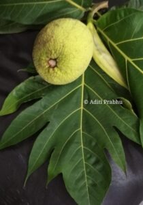 Read more about the article Breadfruit / Nirphanas and its impressive benefits