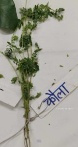 Wild foods
