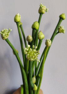 Read more about the article Healthy Onion Flowers (Piyaaz Kali)