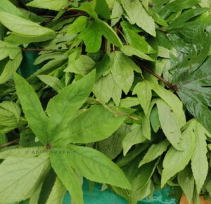 Gongura
