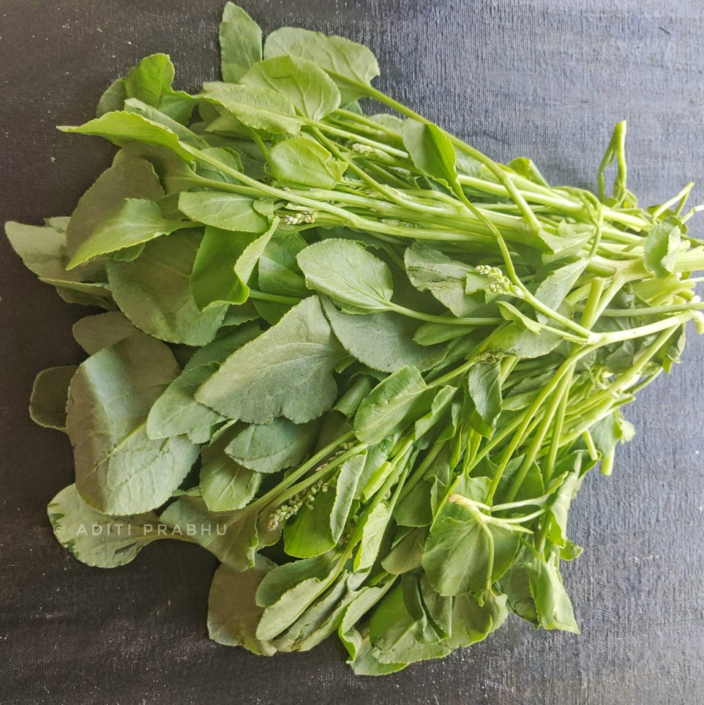 Sorrel