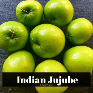 Indian Jujube